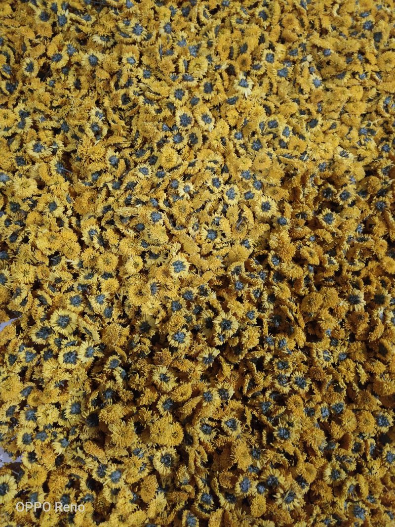 店长推荐精品婺源皇菊自产自销质量保证产地现货量大从优欢迎