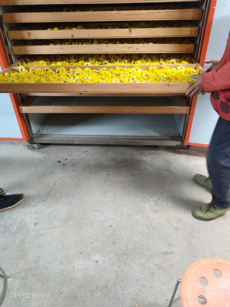 店长推荐精品婺源皇菊自产自销质量保证产地现货量大从优欢迎