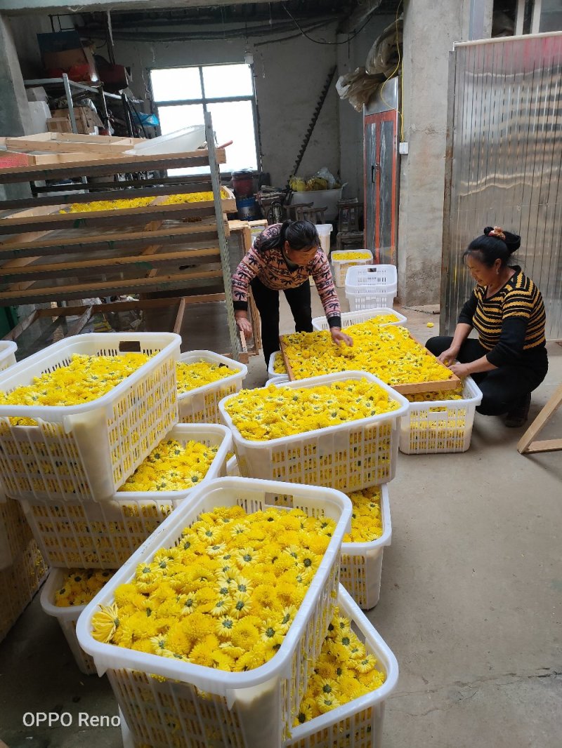 店长推荐精品婺源皇菊自产自销质量保证产地现货量大从优欢迎