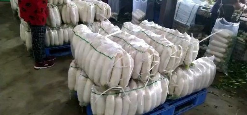 精品白萝卜️️️发全国欢迎咨询