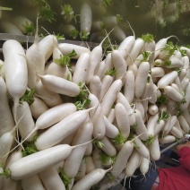 精品白萝卜️️️发全国欢迎咨询