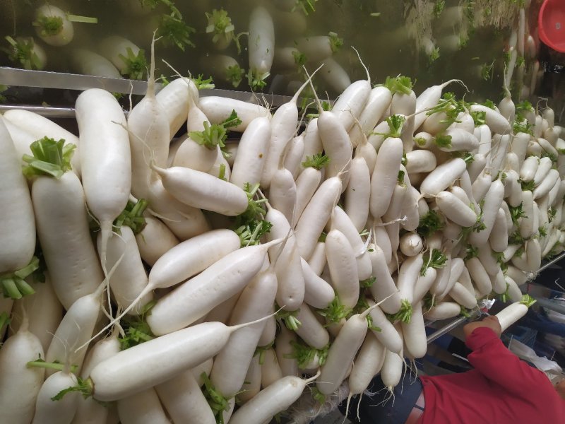 精品白萝卜️️️发全国欢迎咨询