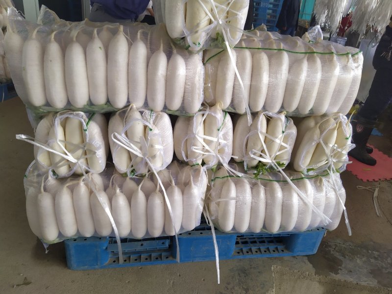 精品白萝卜️️️发全国欢迎咨询