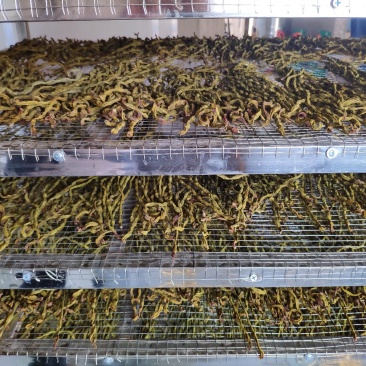 烘干精品豆角干，量大从优！