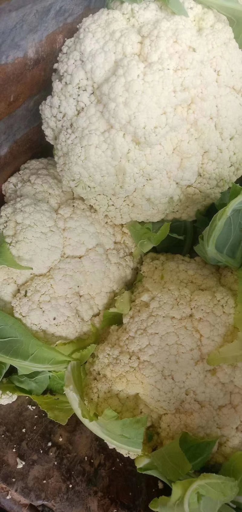 河北邯郸万亩有机菜花，代发全国各地！可对接商超团购量大