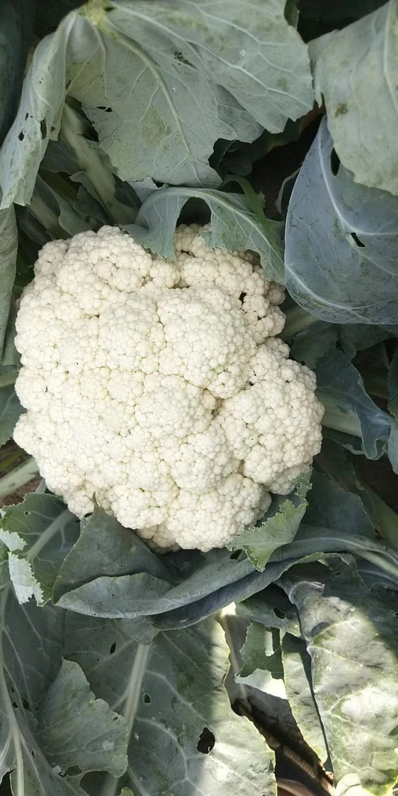 河北邯郸万亩有机菜花，代发全国各地！可对接商超团购量大