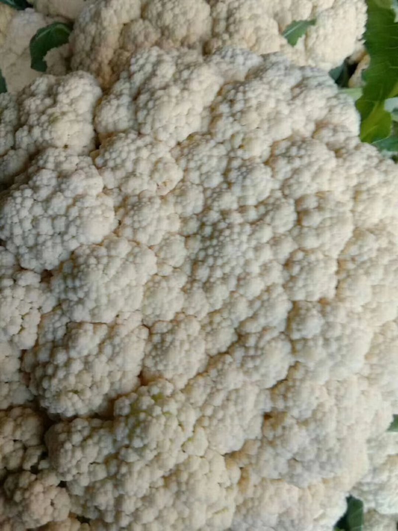 河北邯郸万亩有机菜花，代发全国各地！可对接商超团购量大