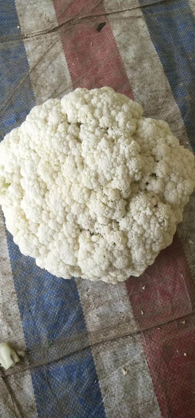 河北邯郸万亩有机菜花，代发全国各地！可对接商超团购量大