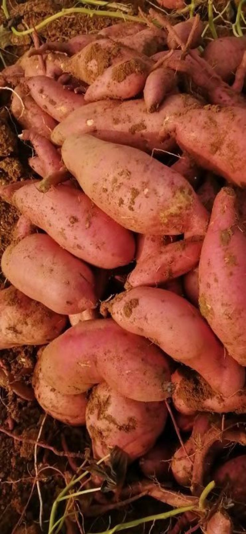 山东泗水县窖藏红薯大量出窖