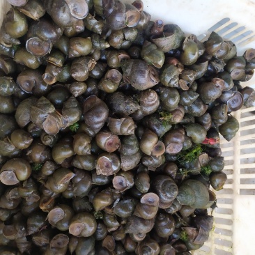 螺蛳供应各种规格螺蛳，田螺，饲料螺食用螺蛳