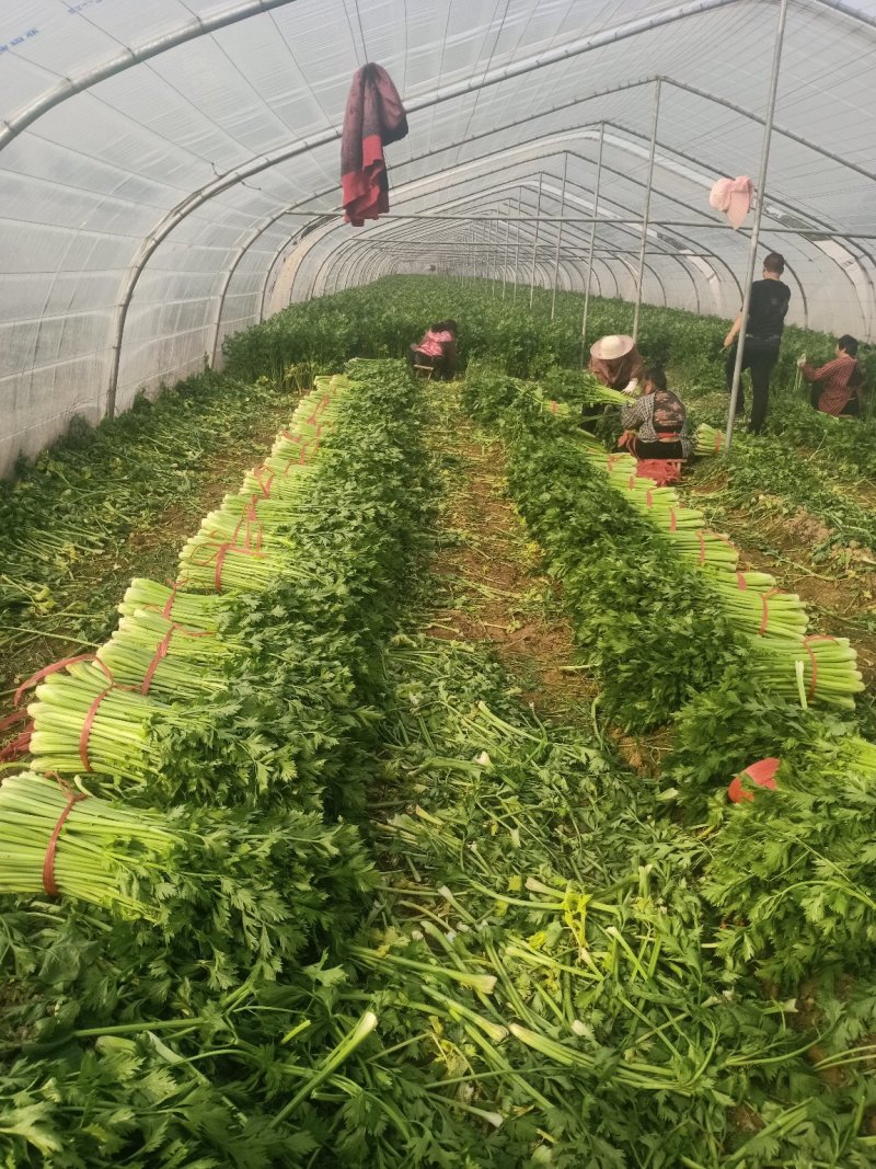 万亩大棚温室芹菜上市中.欢迎全国各地的朋友订购