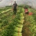 万亩大棚温室芹菜上市中.欢迎全国各地的朋友订购