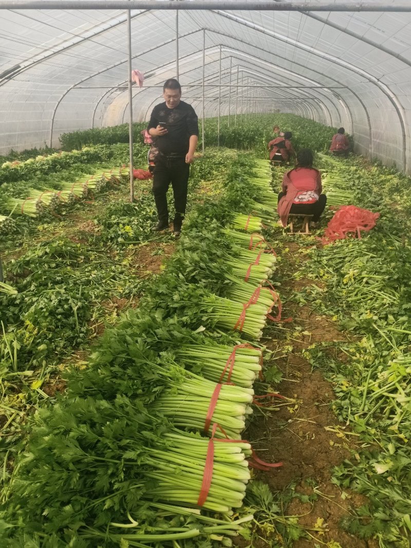 万亩大棚温室芹菜上市中.欢迎全国各地的朋友订购