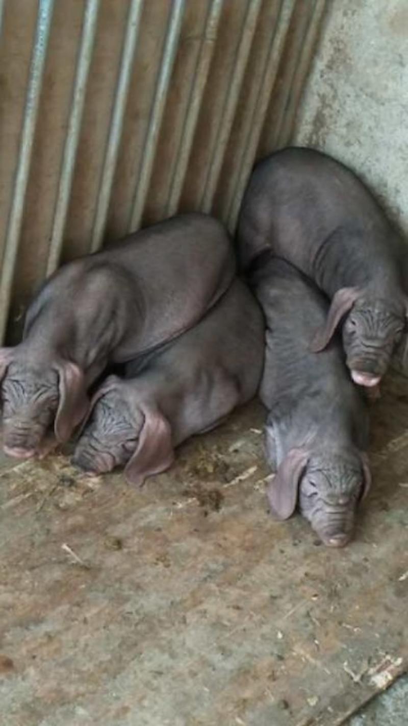 广西梧州种猪场出售原种一代太湖母猪包成活率货到付款