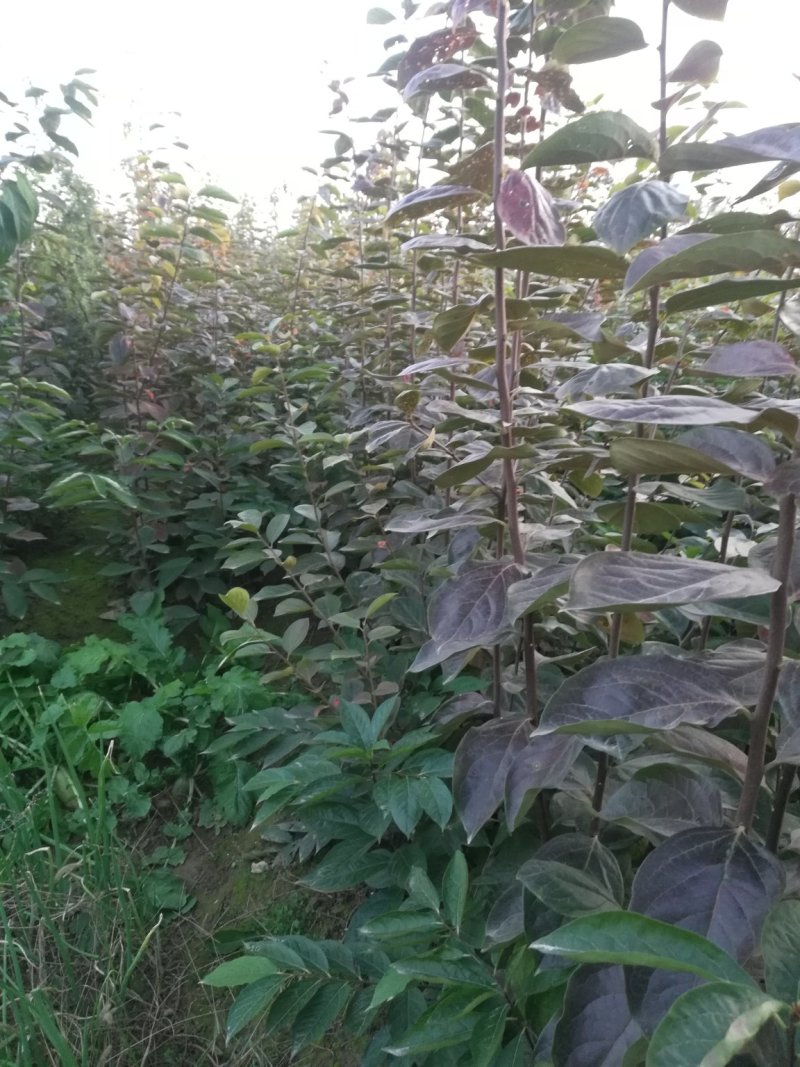 出售柿子树嫁接苗，富平尖柿，产量大品质高！