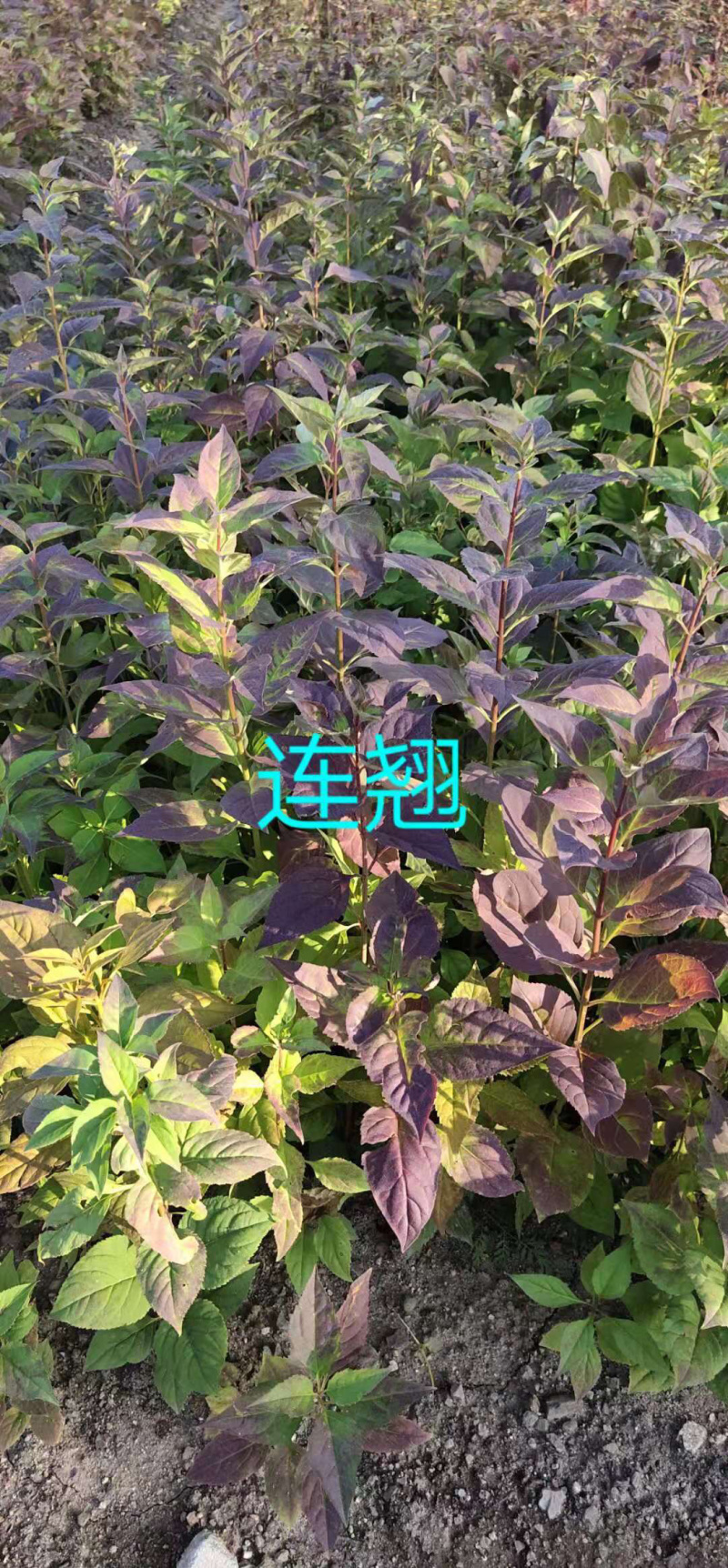 东北药用连翘小苗15-30公分高及成品工程苗