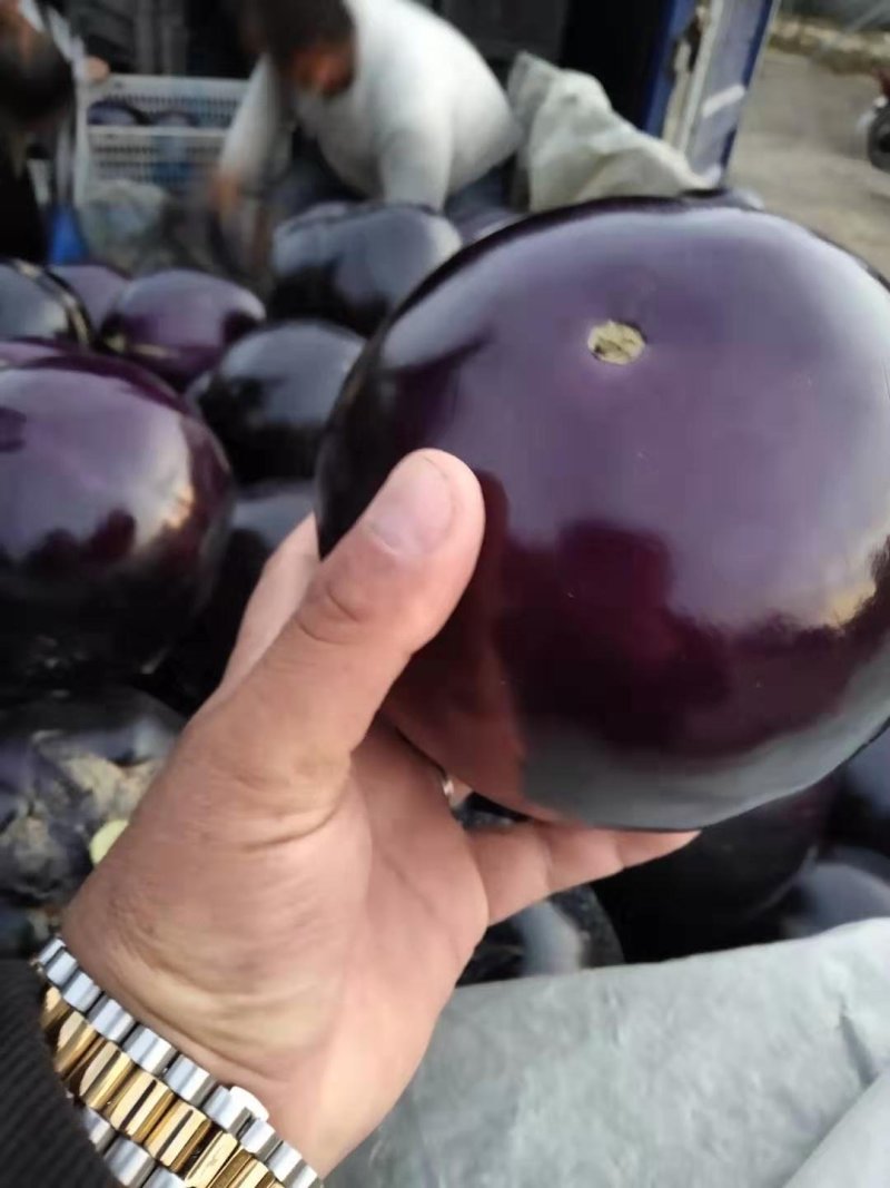 大量紫光圆茄，质量保证诚信代收，货源充足