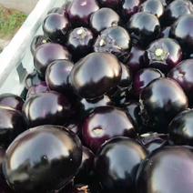 大量紫光圆茄，质量保证诚信代收，货源充足