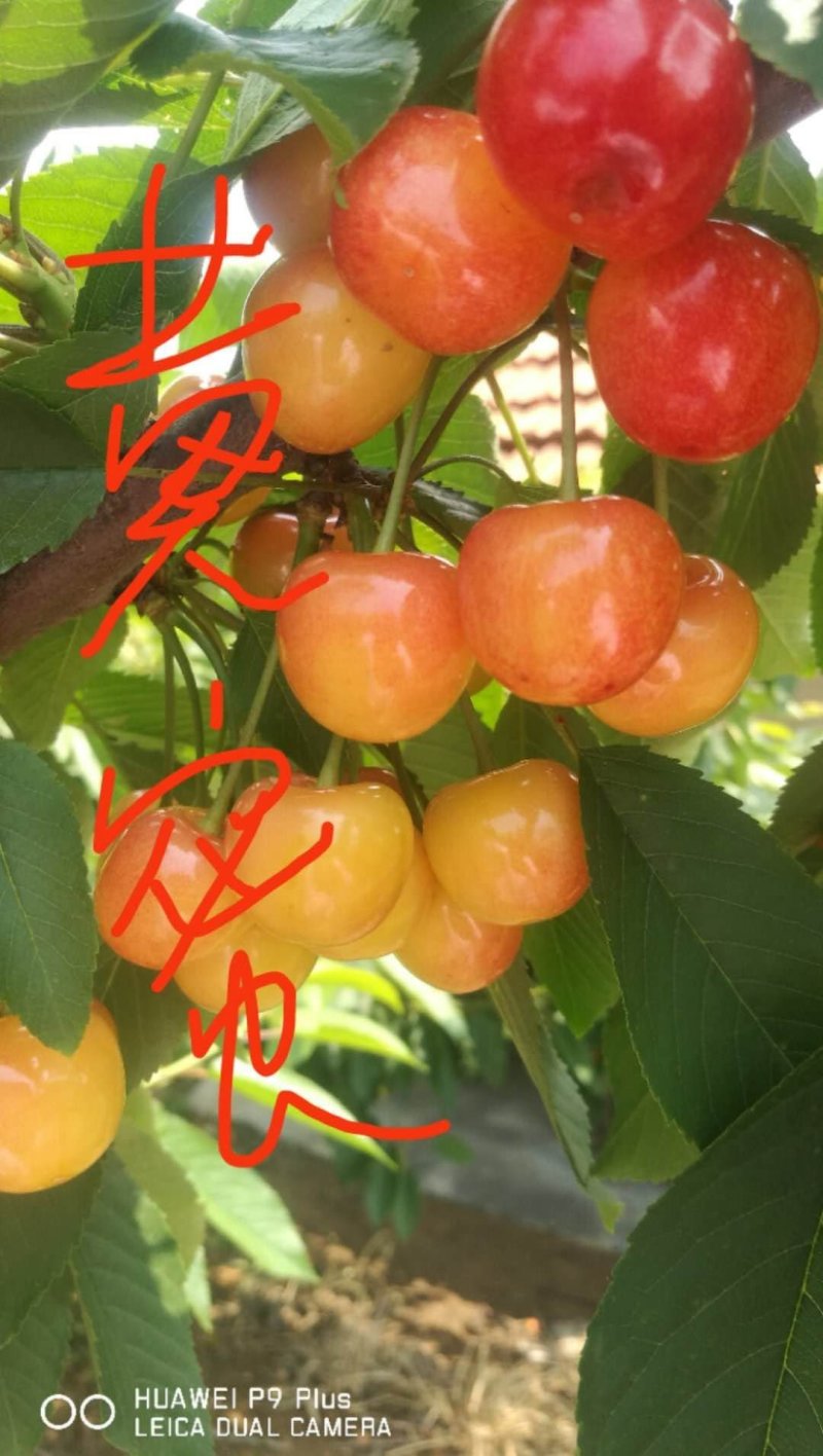 矮化樱桃苗，吉塞拉6砧木，美早，俄八，福晨，