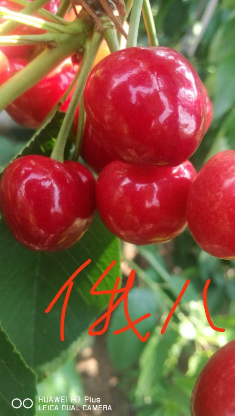 矮化樱桃苗，吉塞拉6砧木，美早，俄八，福晨，