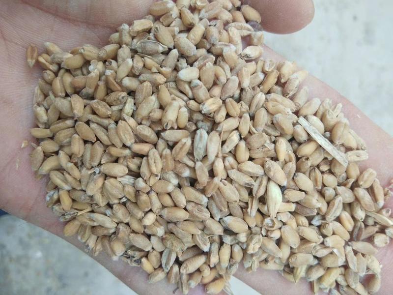 小麦大量上市河南产地直发诚信经营量大从优全国发货