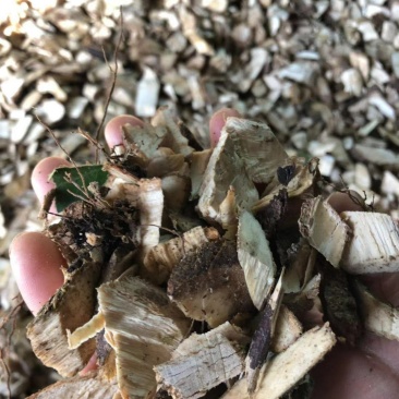 苦刺.三加皮