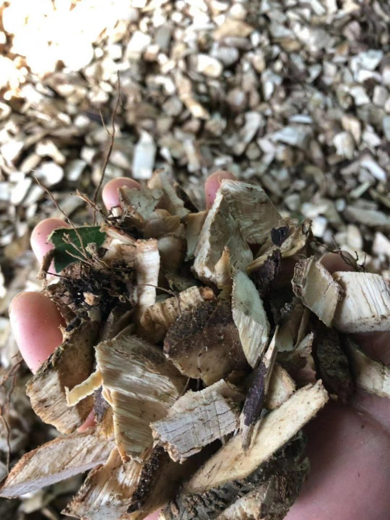 苦刺.三加皮