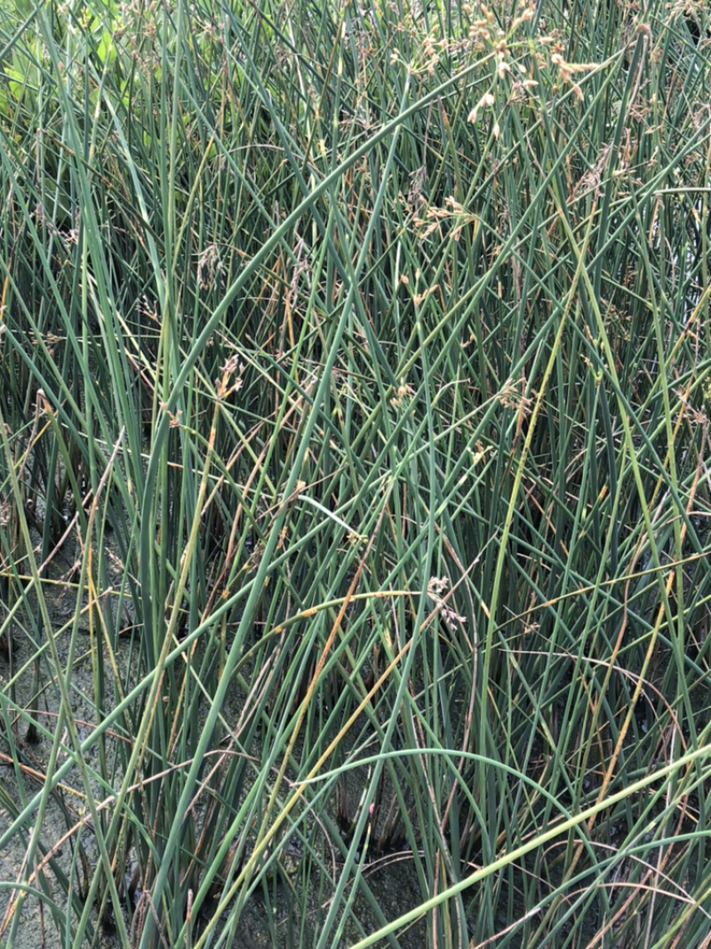各类水生植物基地直销大量供应