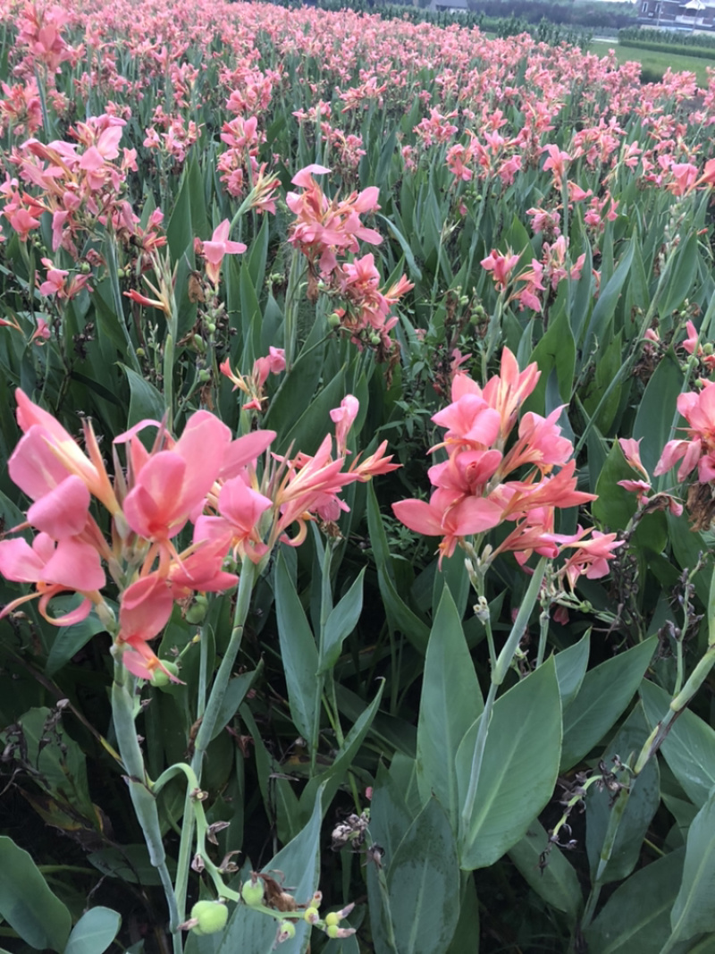 各类水生植物基地直销大量供应
