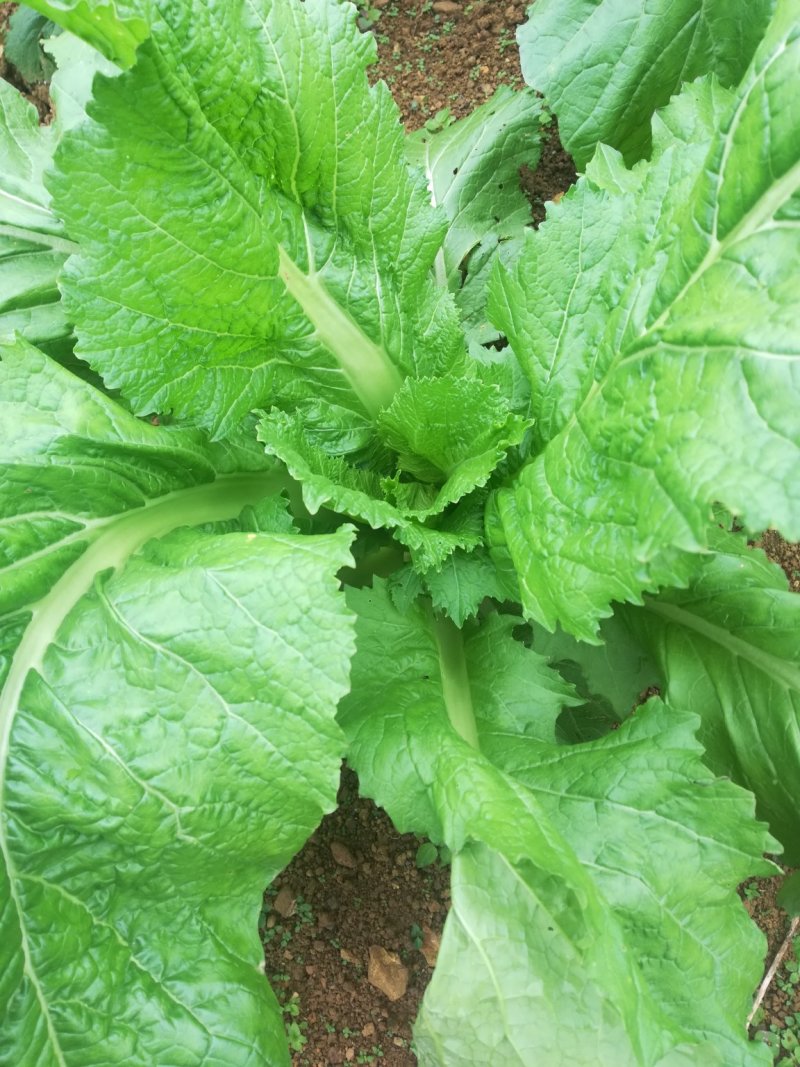 儿菜，2斤以上