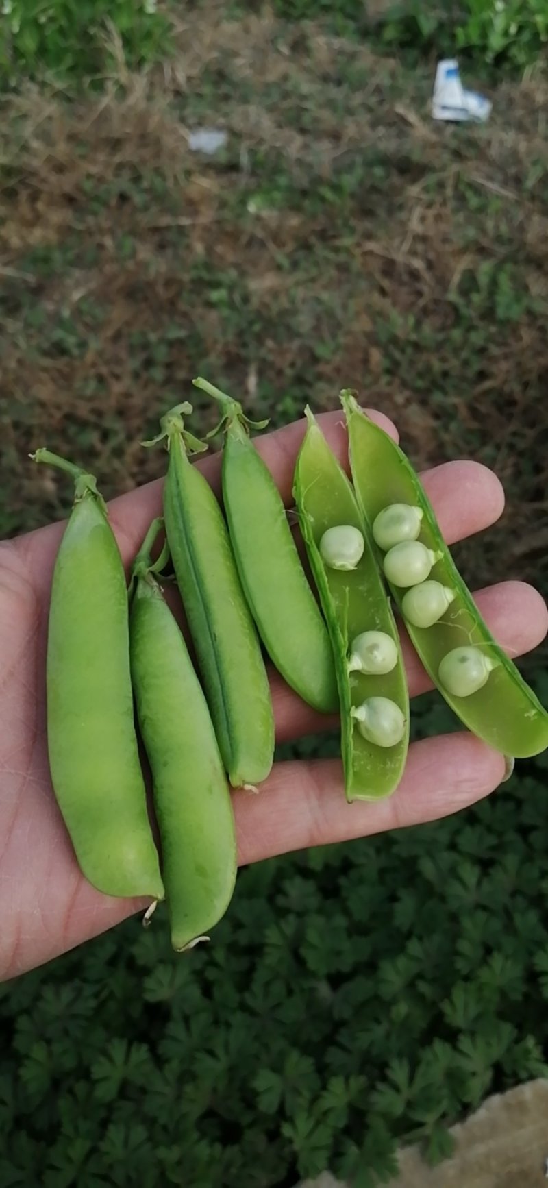 豌豆角，中碗九号白籽，产地直供，颗粒饱满。需要的联系