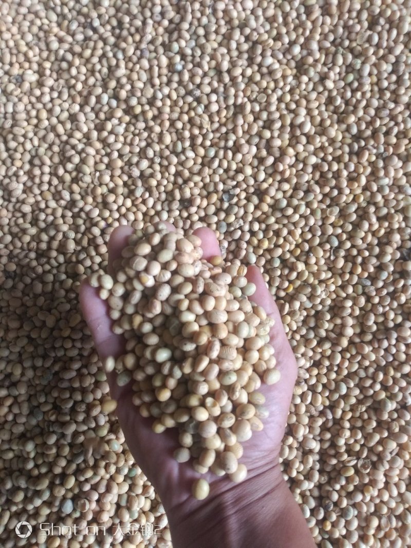 高蛋白大豆