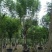 蓝花楹（地苗，移植苗），福建自家基地直销，一手货源