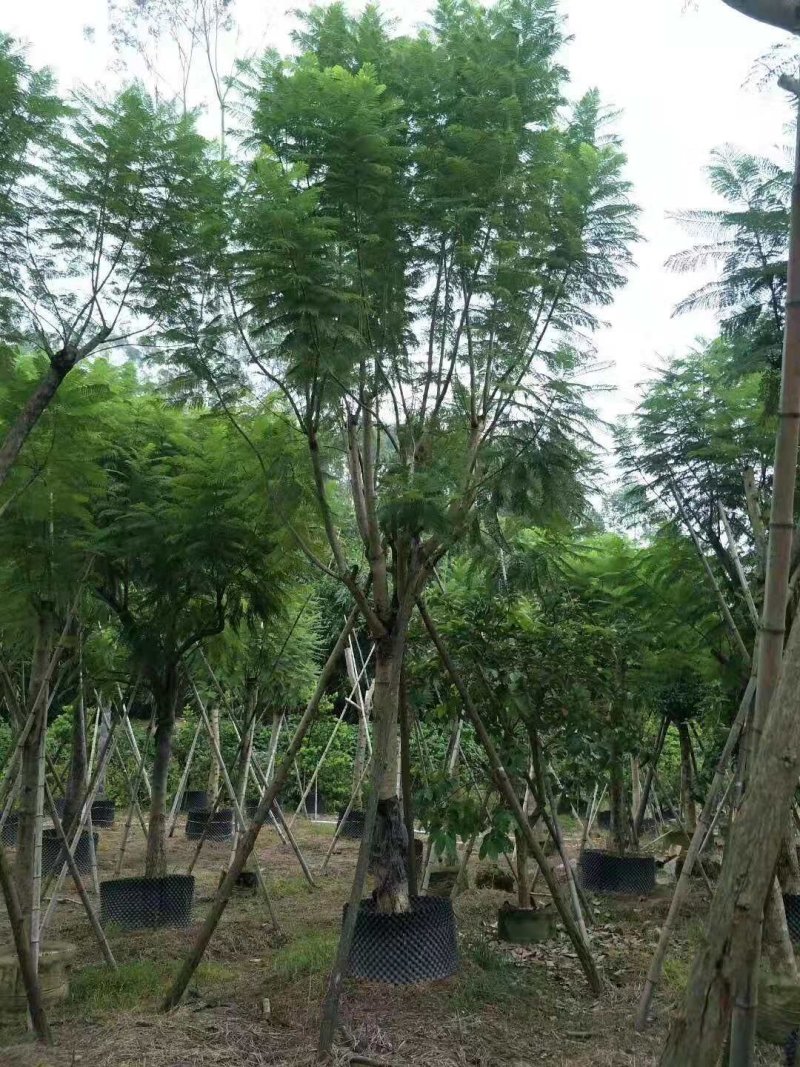蓝花楹（地苗，移植苗），福建自家基地直销，一手货源
