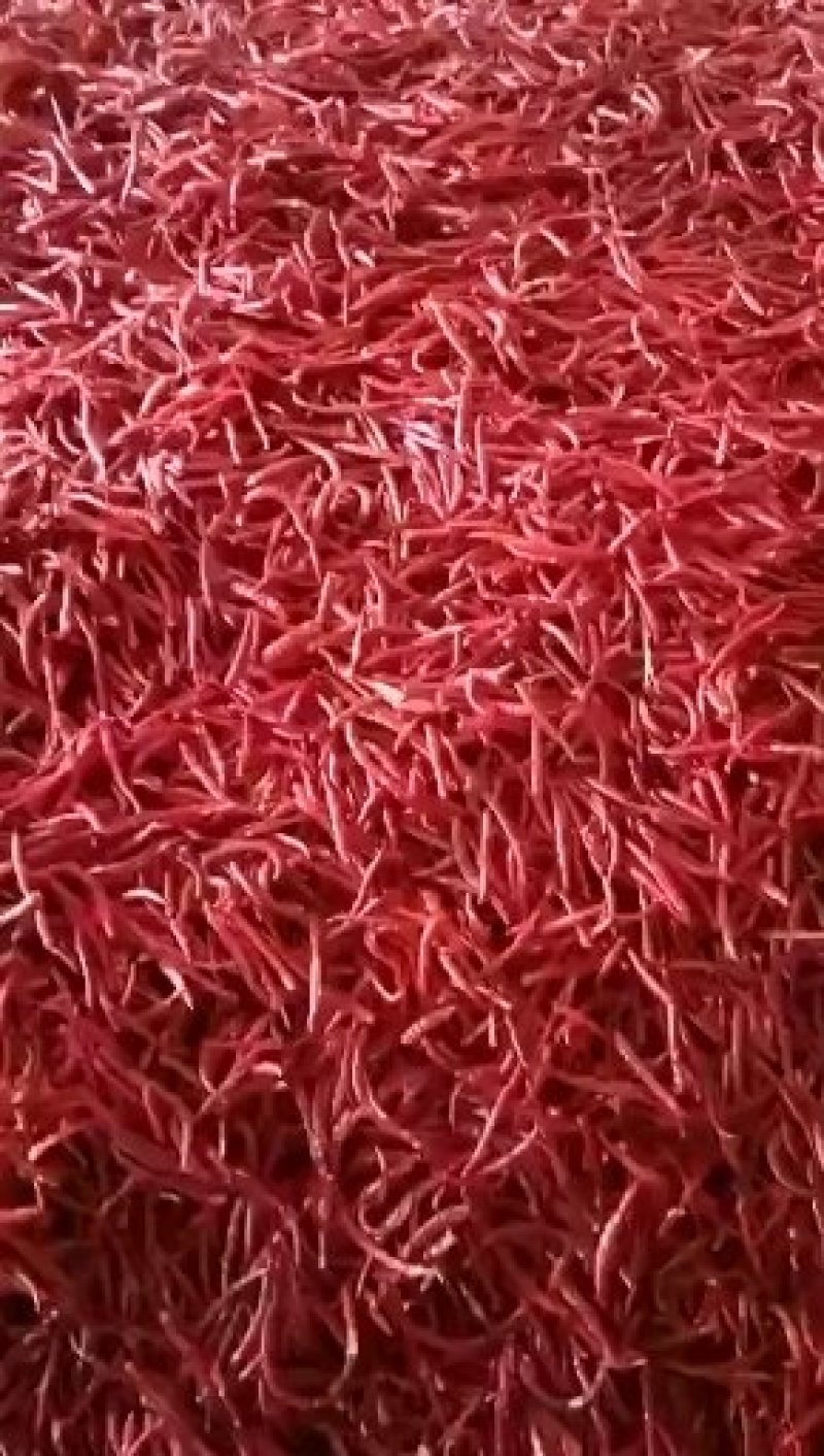 干辣椒，丘北辣大量现货需要的联系
