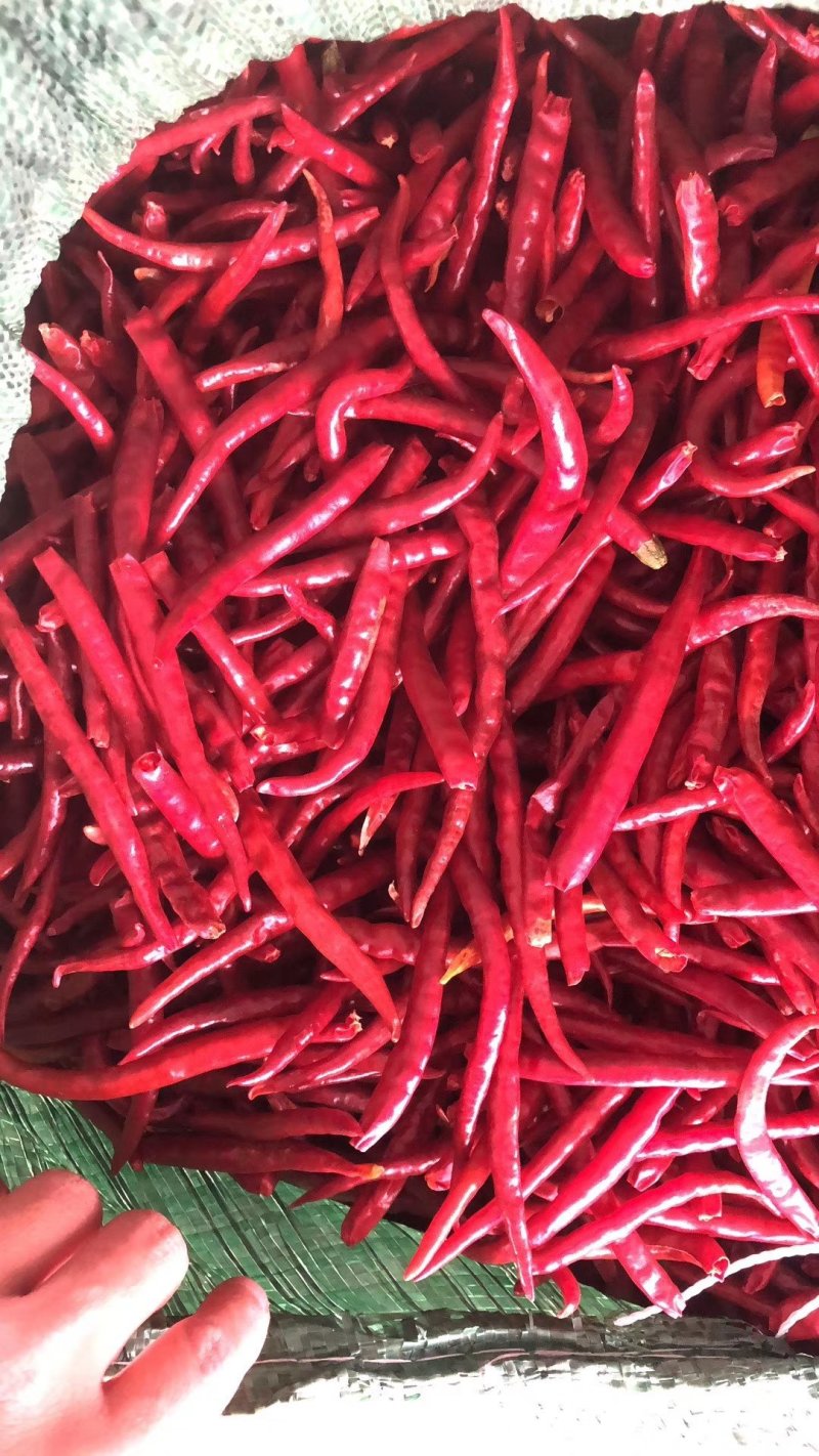 干辣椒，丘北辣大量现货需要的联系