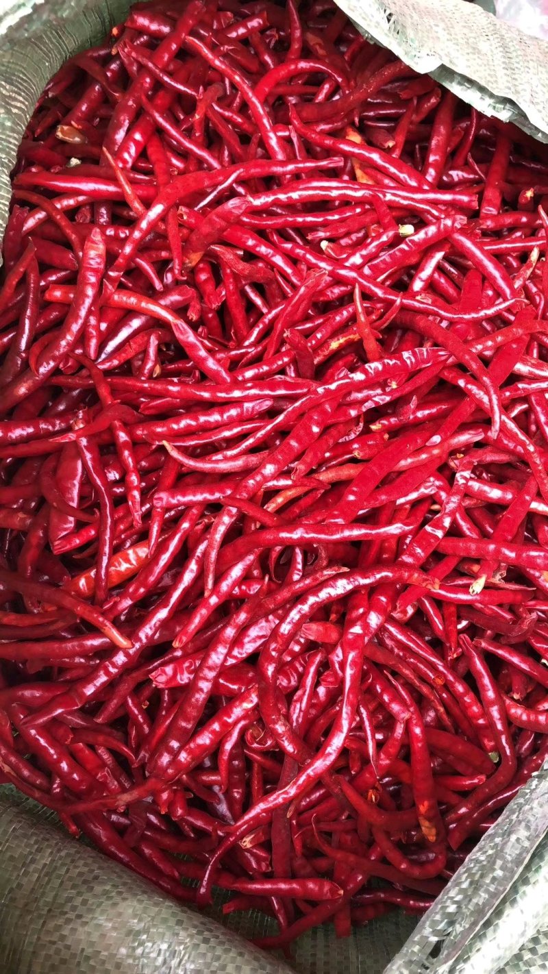 干辣椒，丘北辣大量现货需要的联系