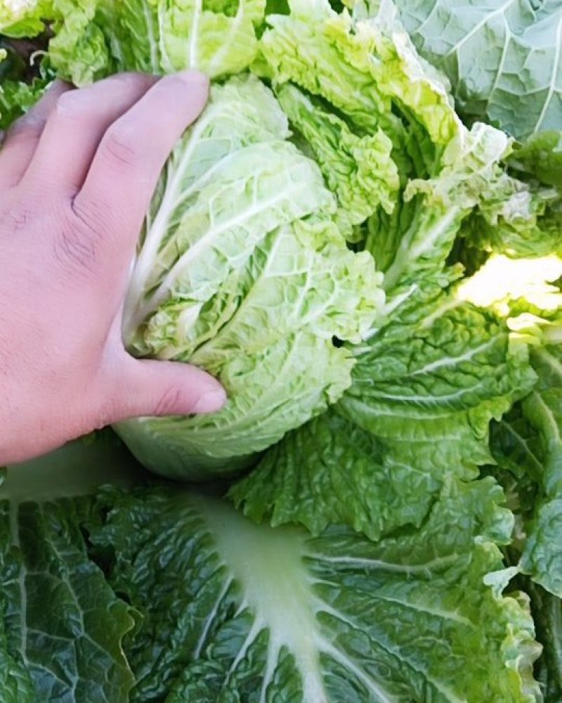 秋白菜