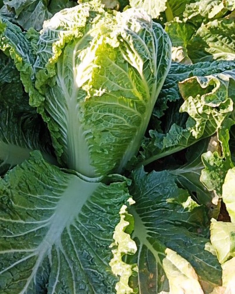 秋白菜