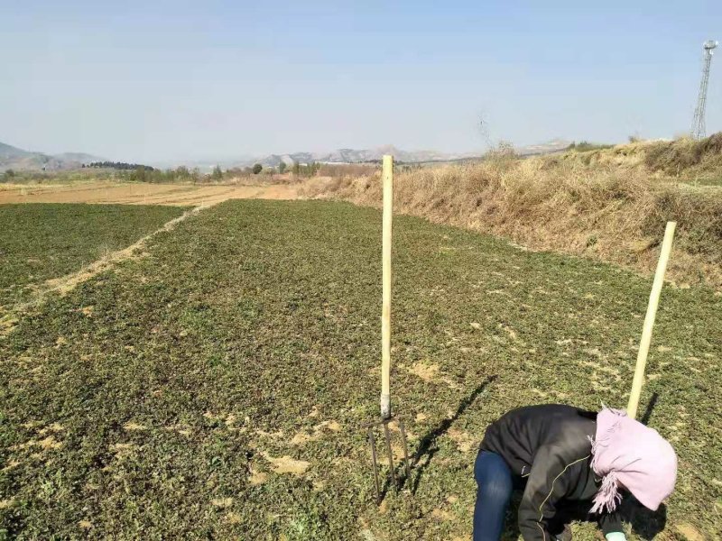 尤质丹参苗