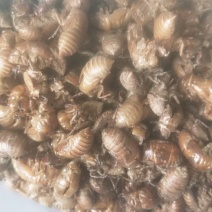 蝉蜕一手货源物美价廉