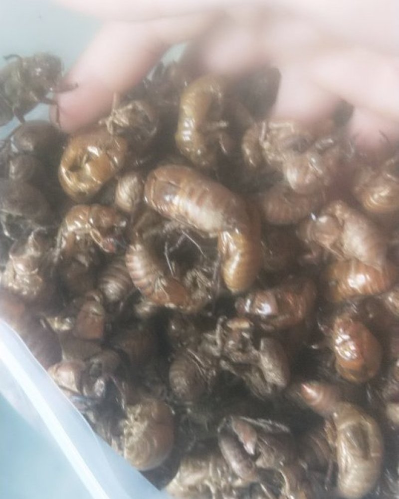 蝉蜕一手货源物美价廉
