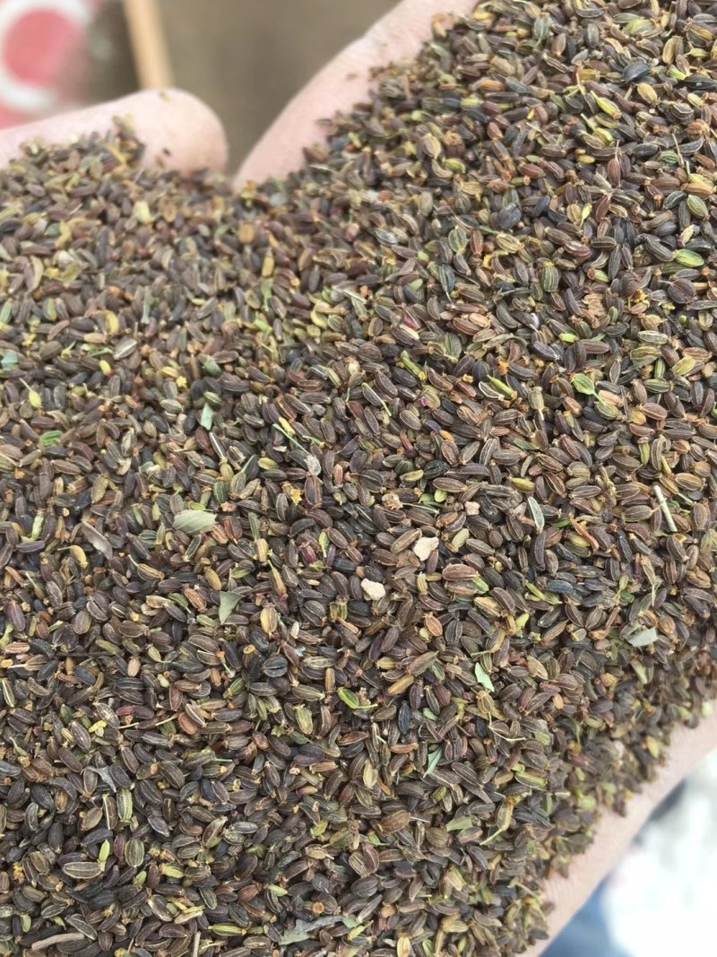 新柴胡种子