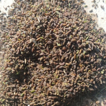 新柴胡种子