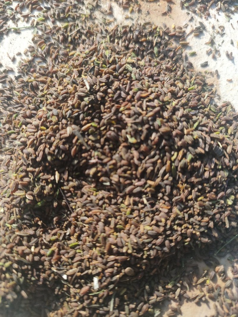 新柴胡种子