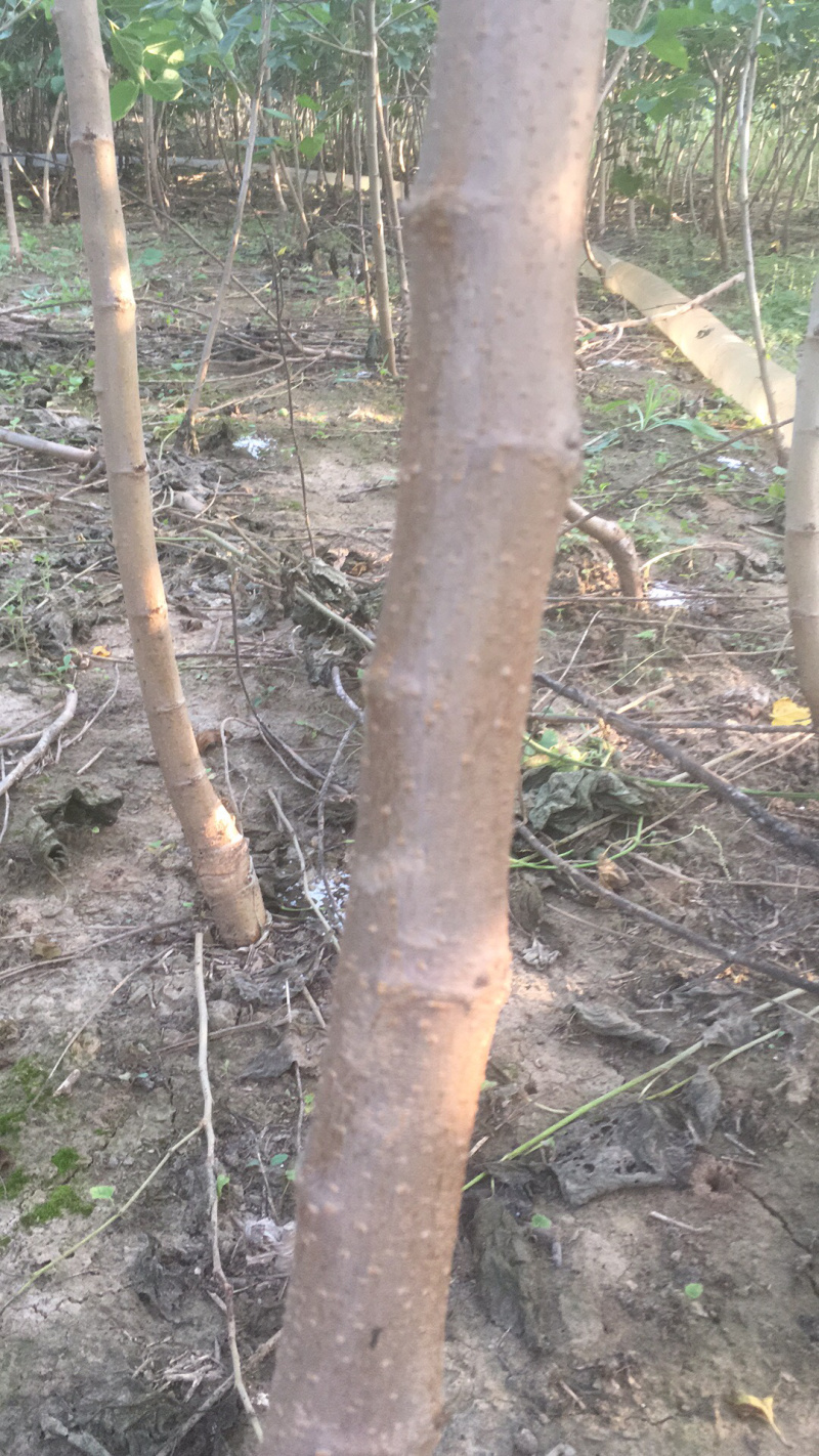 真品黑珍珠桑椹苗