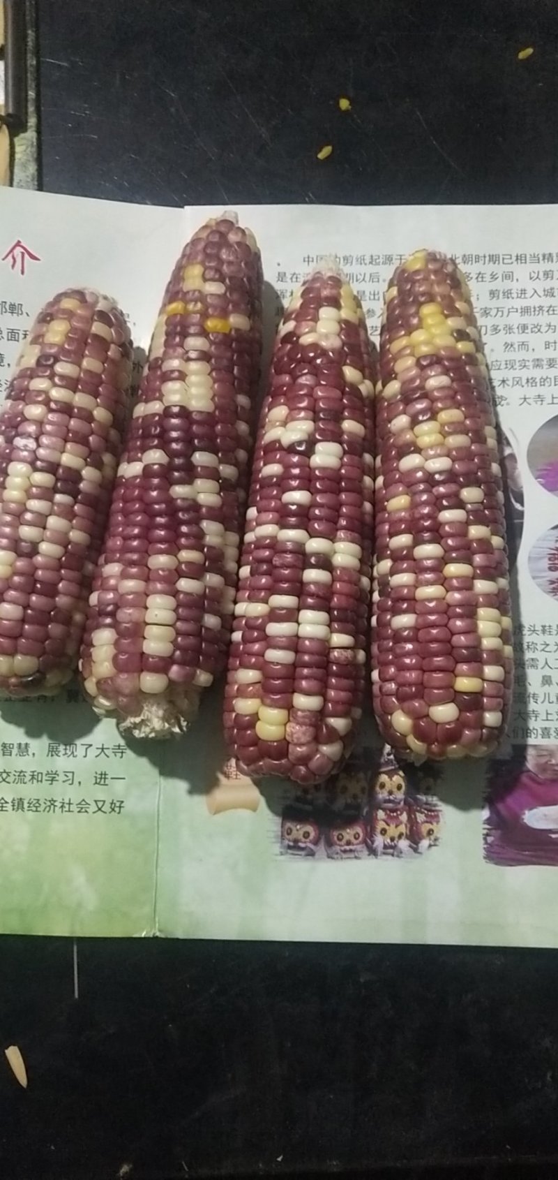 天紫23干籽