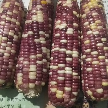 天紫23干籽