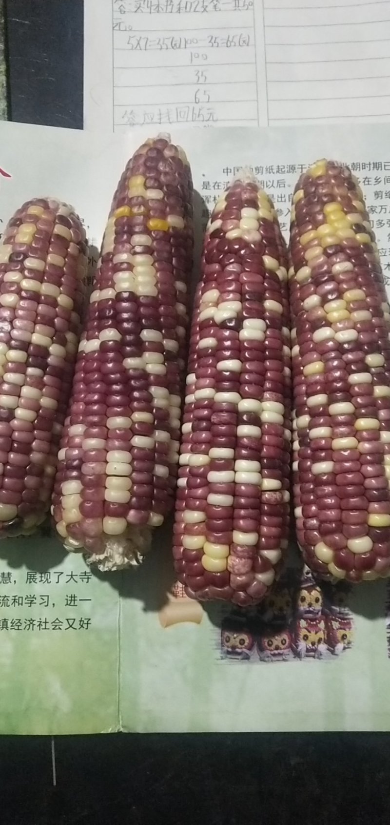 天紫23干籽