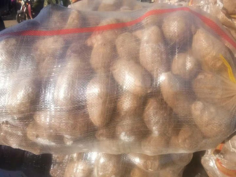 芋头大量供应中球大球统货